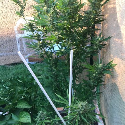 G13 fem mother Indica growlog timeline photo