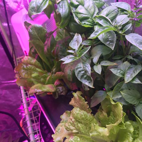 G13 fem mother Indica growlog timeline photo
