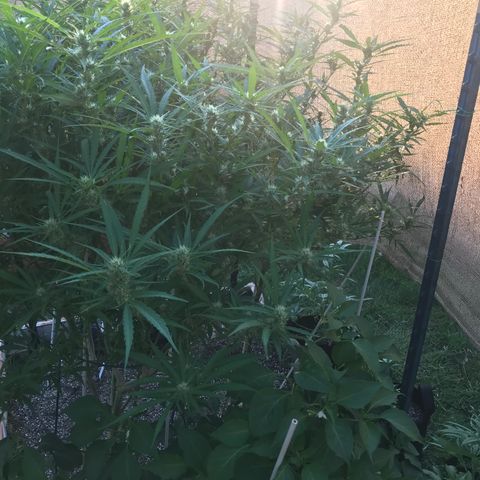 G13 fem mother Indica growlog timeline photo