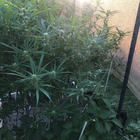 G13 fem mother Indica growlog timeline photo