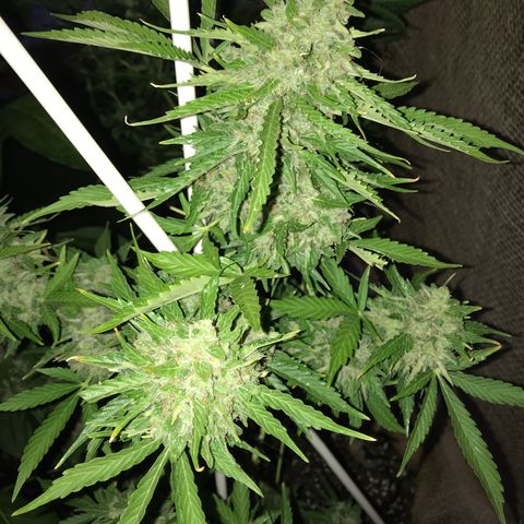 G13 fem mother Indica growlog timeline photo