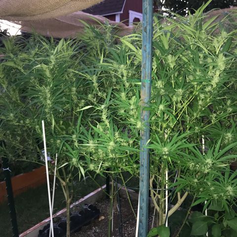 G13 fem mother Indica growlog timeline photo