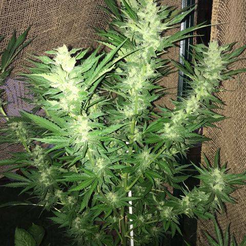 G13 fem mother Indica growlog timeline photo