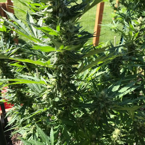 G13 fem mother Indica growlog timeline photo