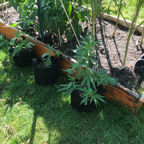 G13 fem mother Indica growlog timeline photo