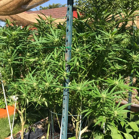 G13 fem mother Indica growlog timeline photo