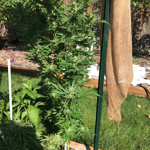 G13 fem mother Indica growlog timeline photo