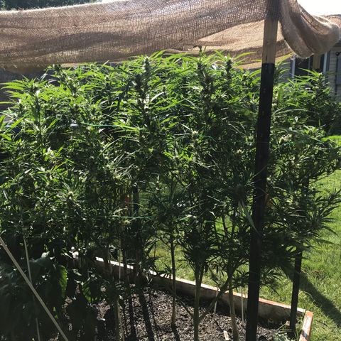 G13 fem mother Indica growlog timeline photo
