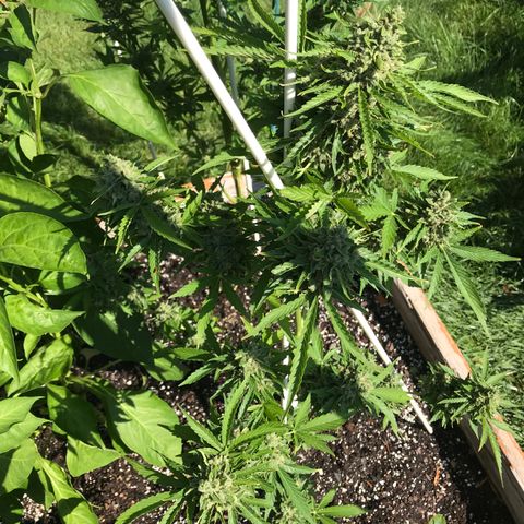 G13 fem mother Indica growlog timeline photo