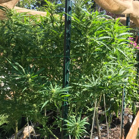 G13 fem mother Indica growlog timeline photo