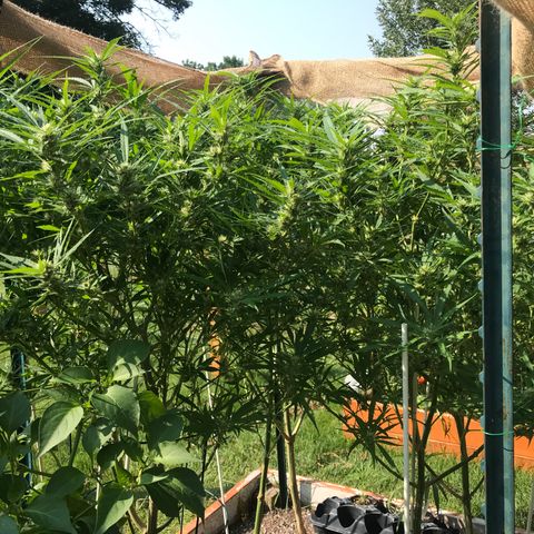 G13 fem mother Indica growlog timeline photo