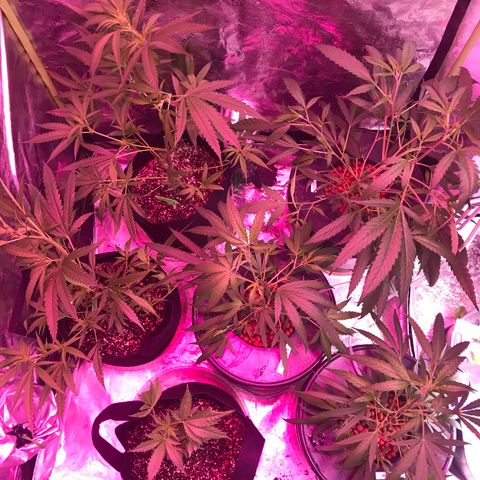 G13 fem mother Indica growlog timeline photo