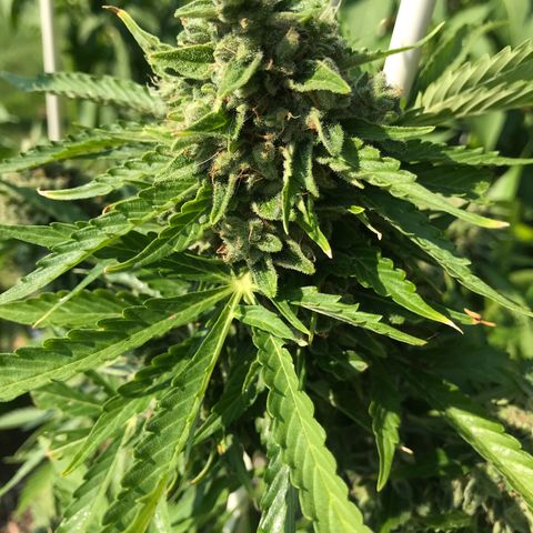 G13 fem mother Indica growlog timeline photo