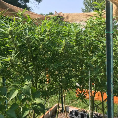 G13 fem mother Indica growlog timeline photo