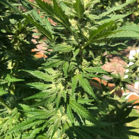 G13 fem mother Indica growlog timeline photo