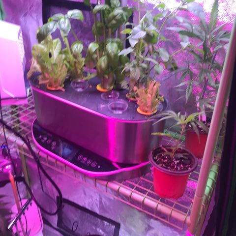 G13 fem mother Indica growlog timeline photo