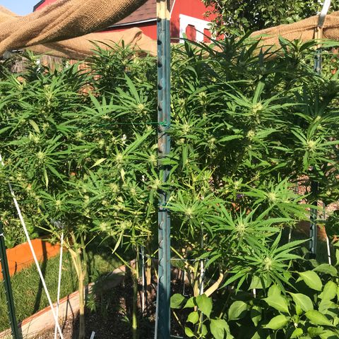 G13 fem mother Indica growlog timeline photo