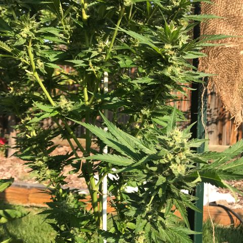 G13 fem mother Indica growlog timeline photo