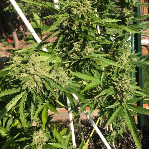 G13 fem mother Indica growlog timeline photo