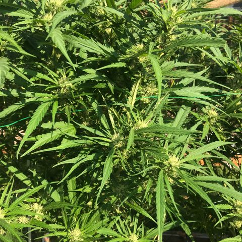 G13 fem mother Indica growlog timeline photo