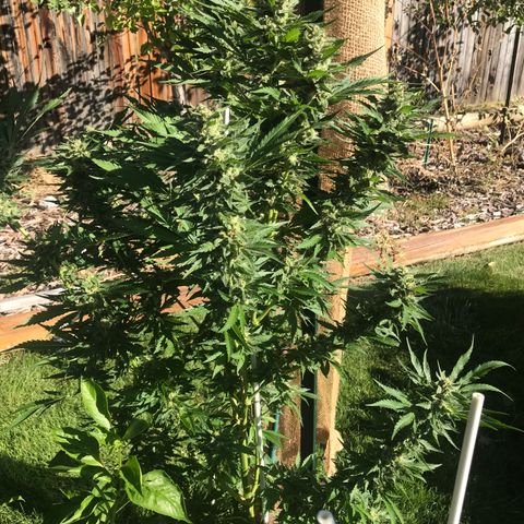 G13 fem mother Indica growlog timeline photo