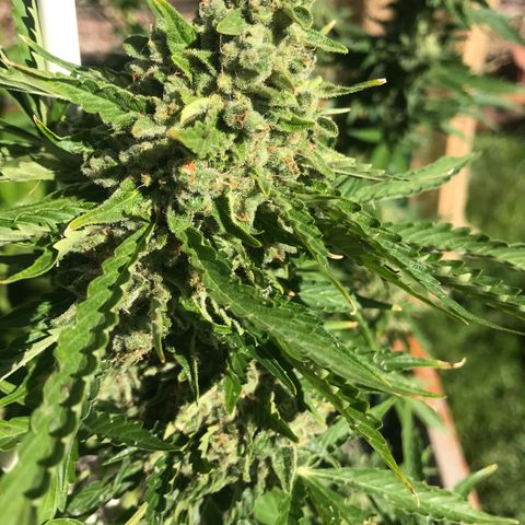 G13 fem mother Indica growlog timeline photo