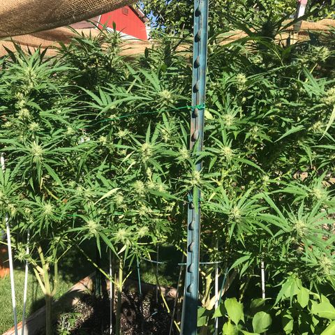 G13 fem mother Indica growlog timeline photo