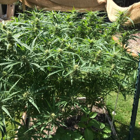 G13 fem mother Indica growlog timeline photo