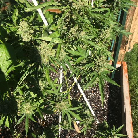 G13 fem mother Indica growlog timeline photo