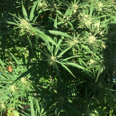 G13 fem mother Indica growlog timeline photo