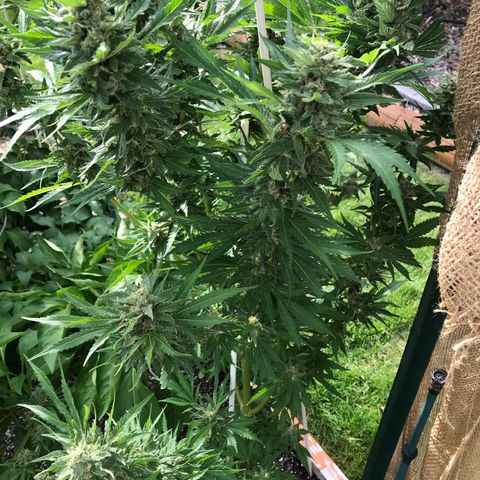 G13 fem mother Indica growlog timeline photo