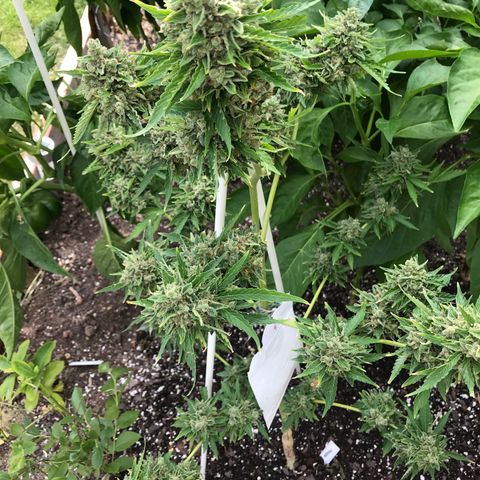G13 fem mother Indica growlog timeline photo