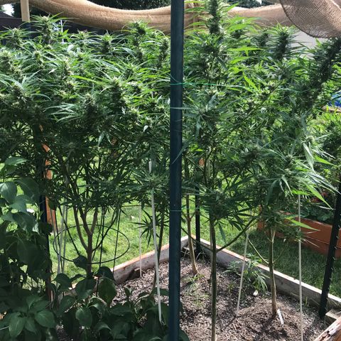 G13 fem mother Indica growlog timeline photo