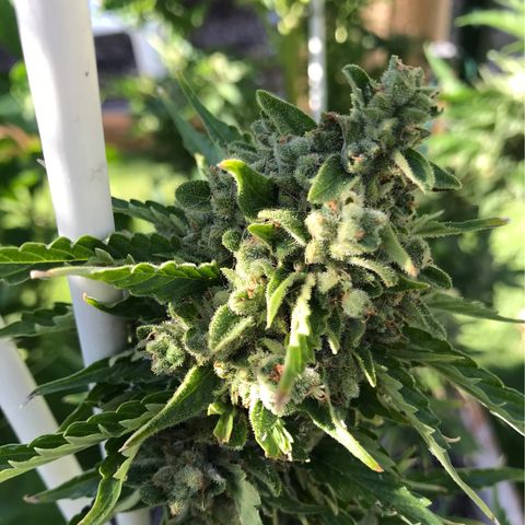 G13 fem mother Indica growlog timeline photo
