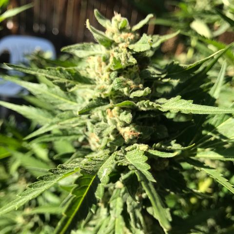 G13 fem mother Indica growlog timeline photo
