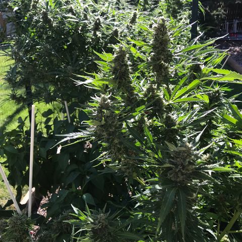 G13 fem mother Indica growlog timeline photo