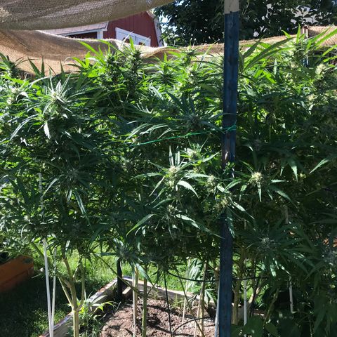 G13 fem mother Indica growlog timeline photo