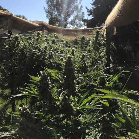 G13 fem mother Indica growlog timeline photo