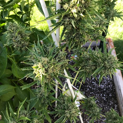 G13 fem mother Indica growlog timeline photo