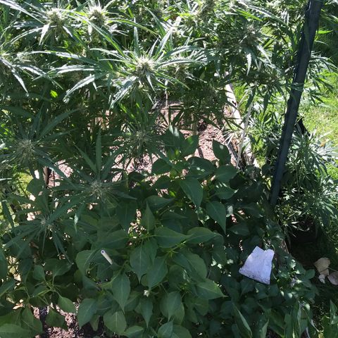 G13 fem mother Indica growlog timeline photo