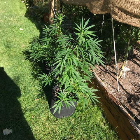 G13 fem mother Indica growlog timeline photo