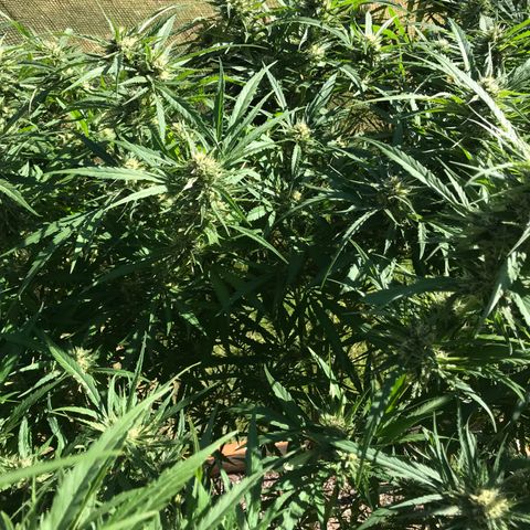 G13 fem mother Indica growlog timeline photo