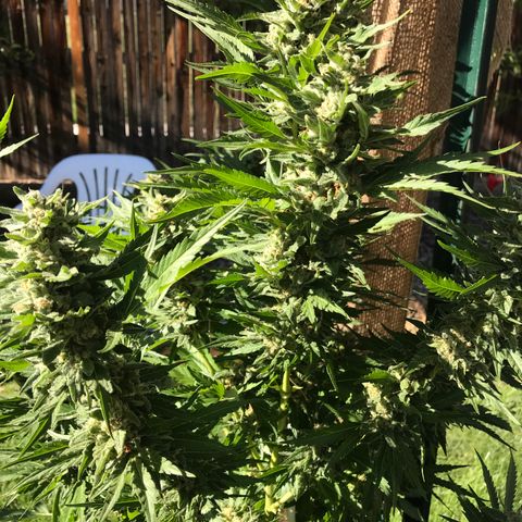 G13 fem mother Indica growlog timeline photo