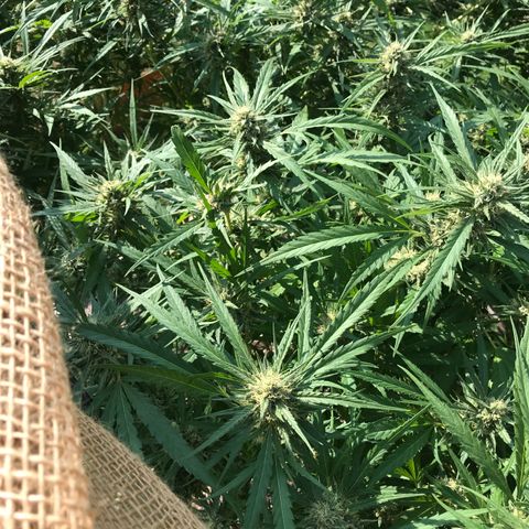 G13 fem mother Indica growlog timeline photo