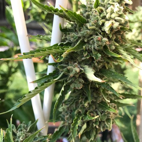 G13 fem mother Indica growlog timeline photo