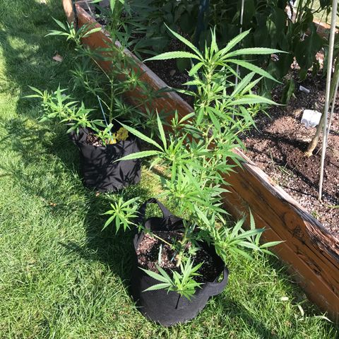 G13 fem mother Indica growlog timeline photo