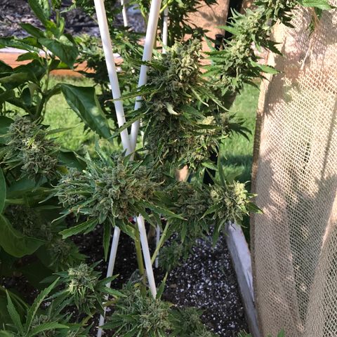 G13 fem mother Indica growlog timeline photo