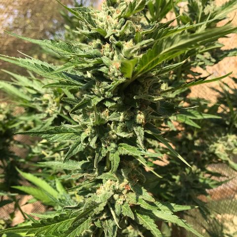 G13 fem mother Indica growlog timeline photo