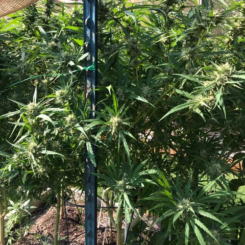 G13 fem mother Indica growlog timeline photo