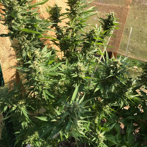G13 fem mother Indica growlog timeline photo